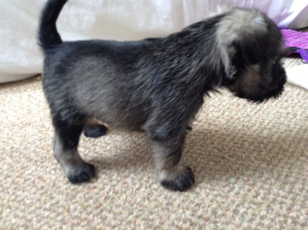 Pedigree schnauzer puppies for hot sale sale