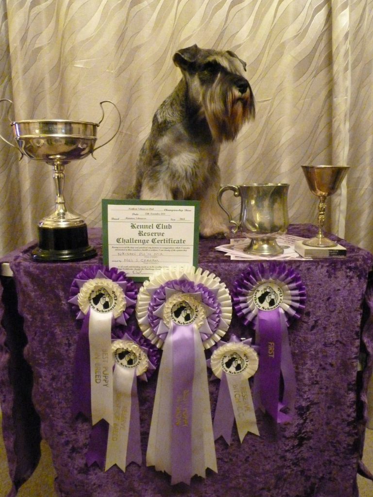 Northern Schnauzer Club Championship Show Reserve CC Reserve Best In Breed Best Puppy In Show Kirsty Sanders Ernie Patterson