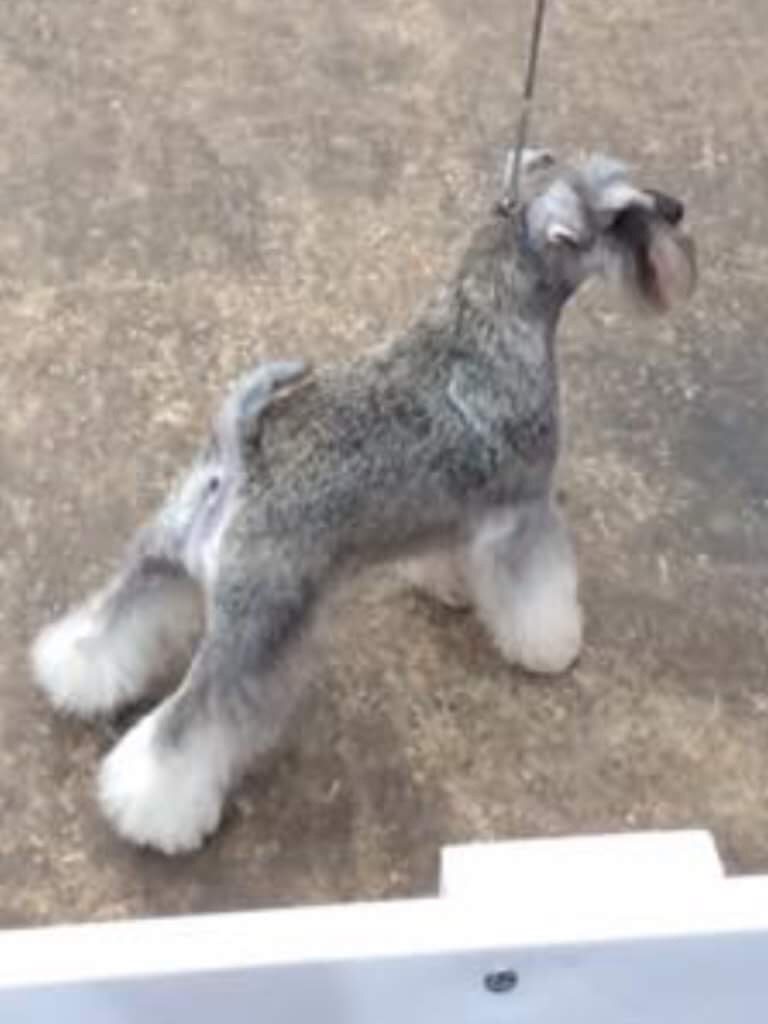 Nikisan Mini Schnauzer Dog Bitch Pup Breeder