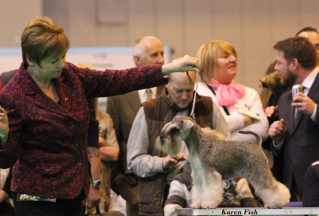 Nikisan Mini Schnauzer Dog Bitch Pup Breeder Show Stand Karen Fish