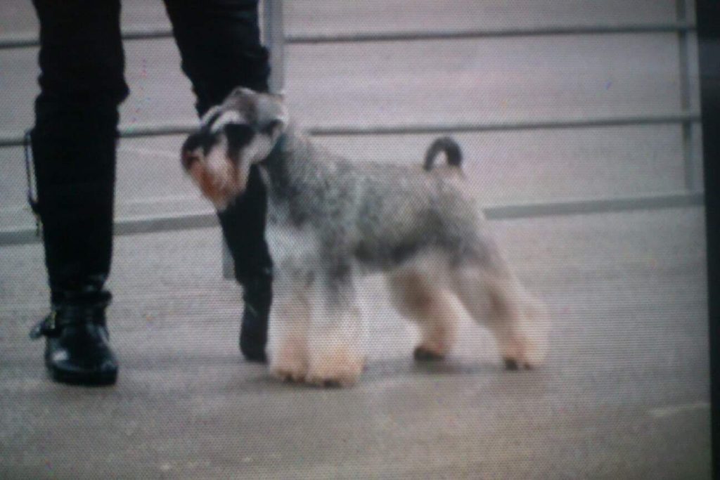 Nikisan Mini Schnauzer Dog Bitch Pup Breeder