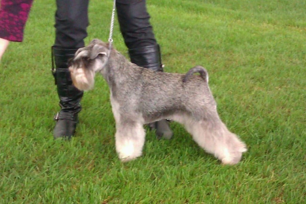 Nikisan Mini Schnauzer Dog Bitch Pup Breeder Show Stand Stance