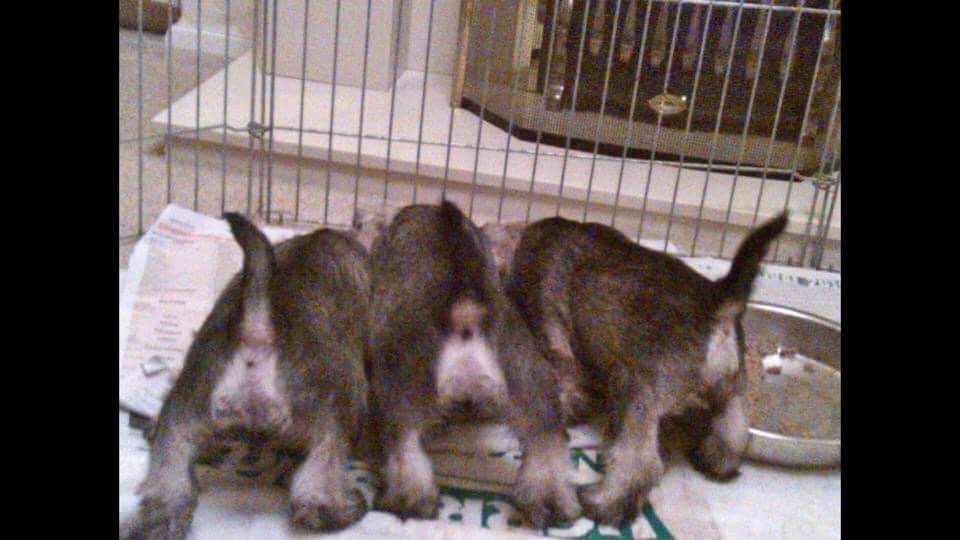 Nikisan Mini Schnauzer Dog Bitch Pup Breeder Puppy Puppies Feeding Time