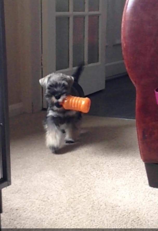 Nikisan Mini Schnauzer Dog Bitch Pup Breeder Cocky Fruit Shoot Proud Strut Puppy