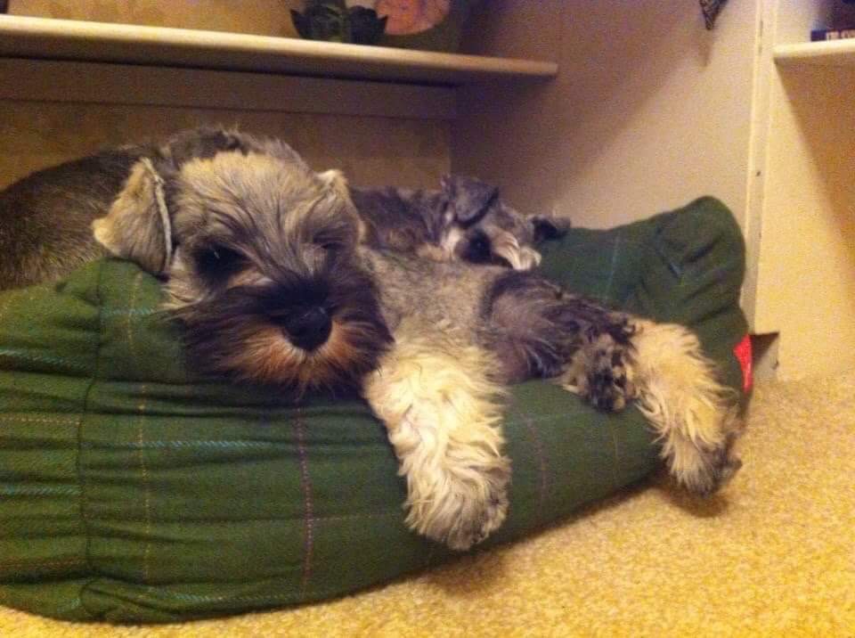 Nikisan Mini Schnauzer Dog Bitch Pup Breeder Puppy Chilled Out Relaxed Dogs Life