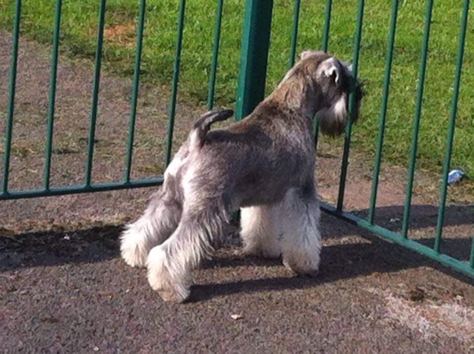 Nikisan Mini Schnauzer Dog Bitch Pup Breeder Railings Stuck