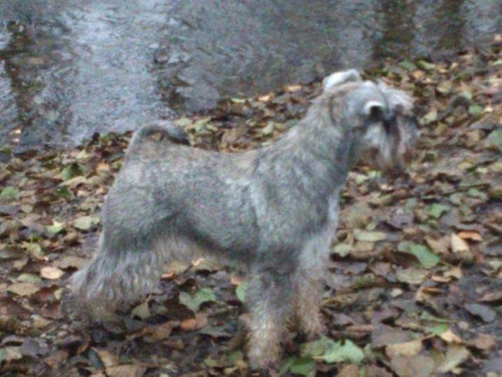 Nikisan Mini Schnauzer Dog Bitch Pup Breeder Autumn Leaves