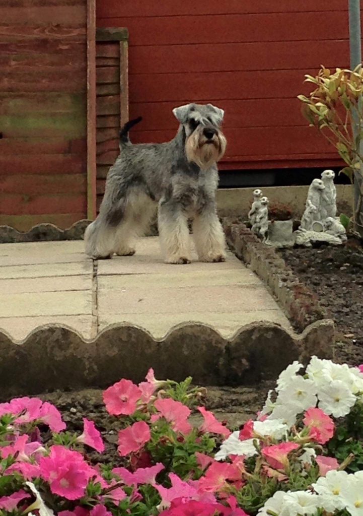 Nikisan Mini Schnauzer Dog Bitch Pup Breeder Garden