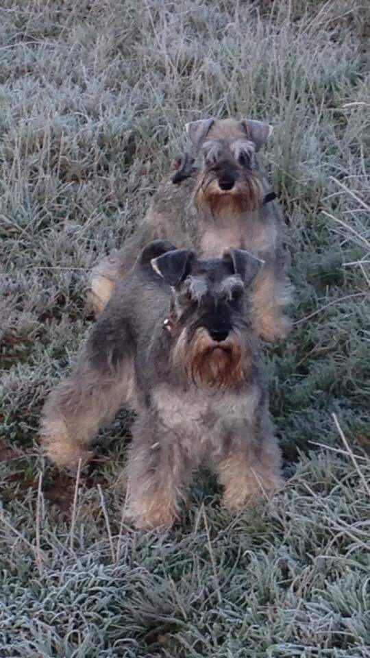 Nikisan Mini Schnauzer Dog Bitch Pup Breeder Frosty Cold Walk