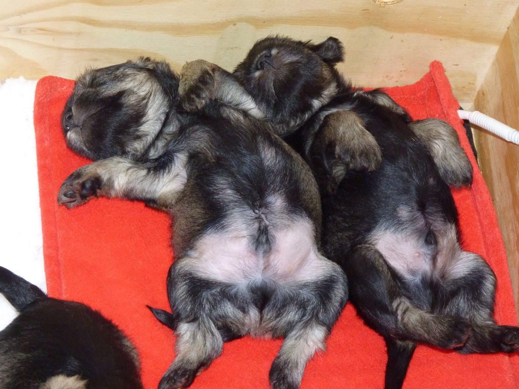 Nikisan Mini Schnauzer Dog Bitch Pup Breeder Puppy Puppies