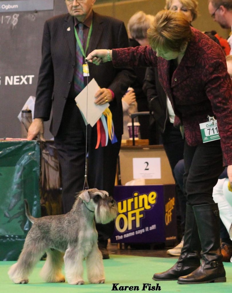 Nikisan Mini Schnauzer Dog Bitch Pup Breeder Show Urine Off