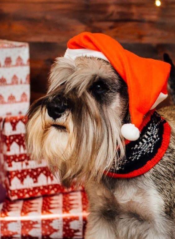 Merry Christmas Xmas Nikisan Mini Schnauzer Dog Bitch Pup Breeder