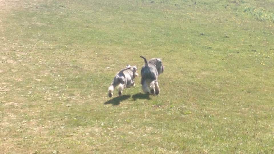 Nikisan Mini Schnauzer Dog Bitch Pup Breeder Walkies