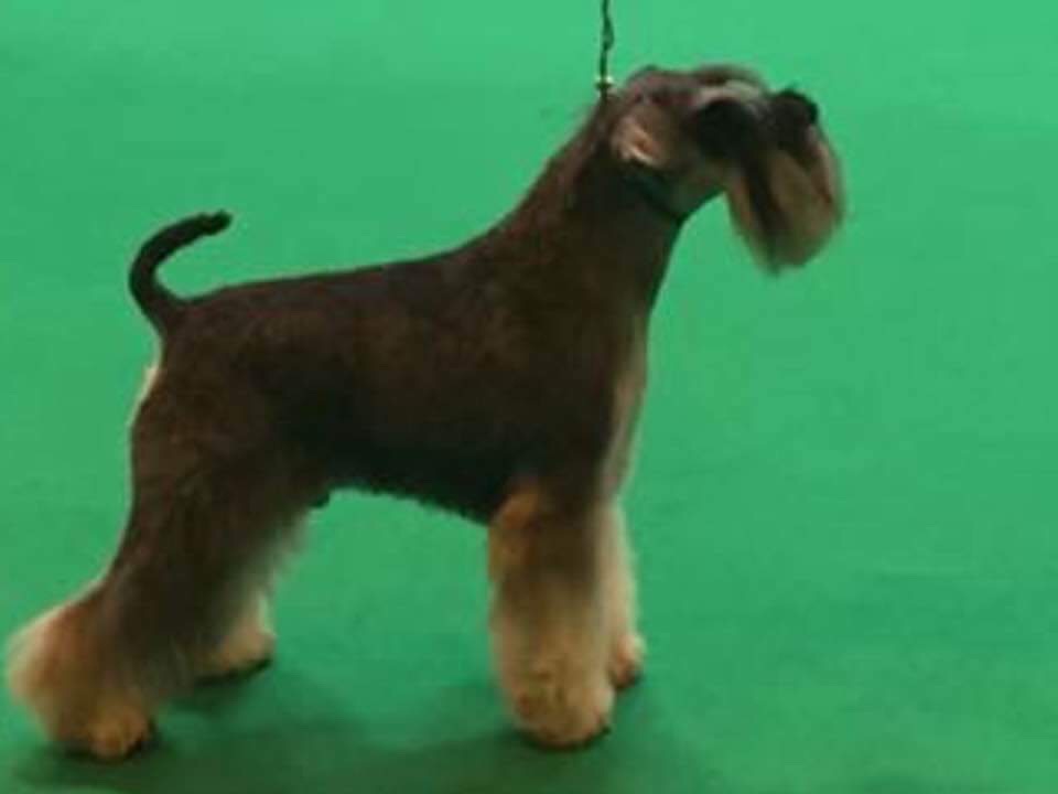 Nikisan Mini Schnauzer Dog Bitch Pup Breeder