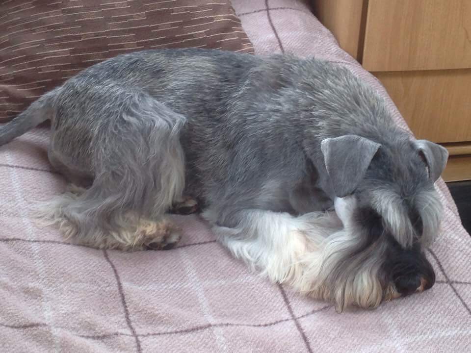 Nikisan Mini Schnauzer Dog Bitch Pup Breeder