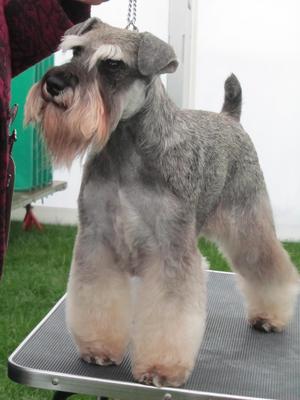 Miniature Schnauzer Breeder