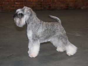 Deansgate best sale miniature schnauzers