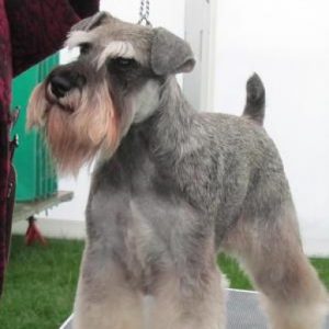 Miniature schnauzer hot sale champions