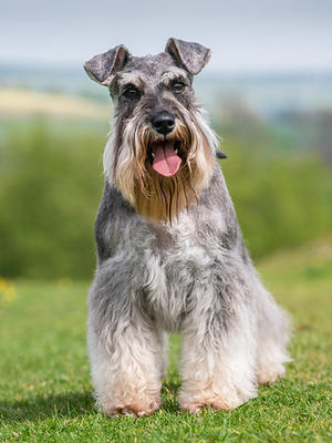 Miniature Schnauzer Breeder