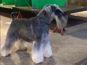 Nikisan Miniature Schnauzer Breeder